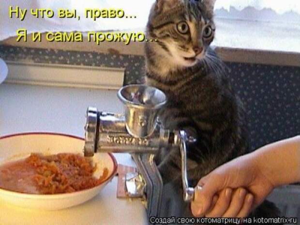 Веселая котоматрица