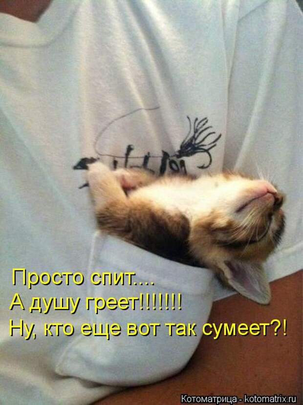 Котоматрица: Просто спит.... А душу греет!!!!!!! Ну, кто еще вот так сумеет?!