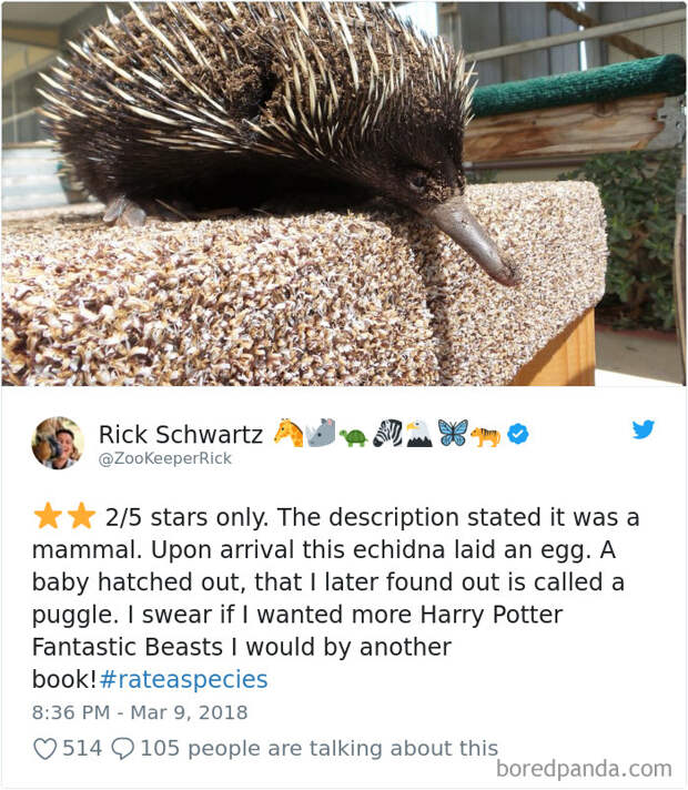 Amazon Animal Review