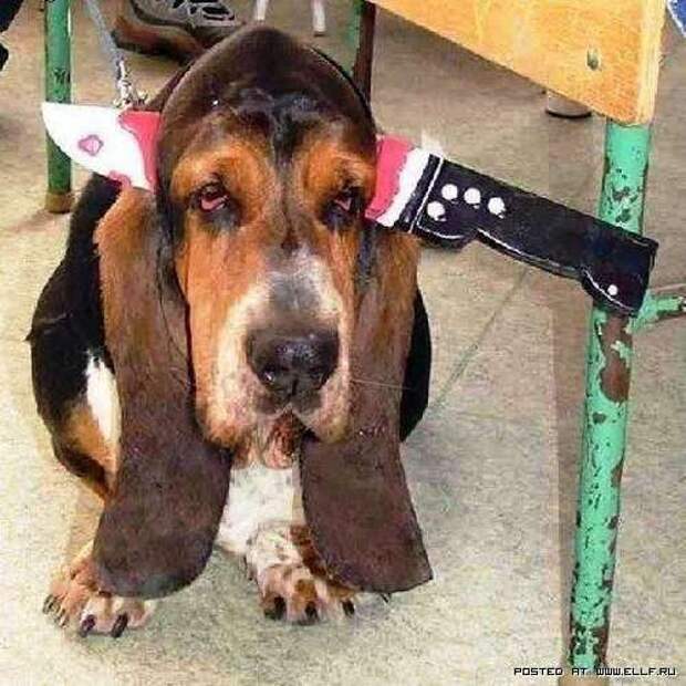 Собачий пост