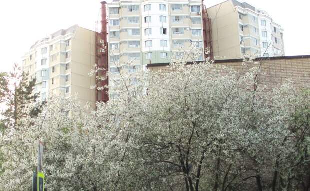 вишня, фото автора