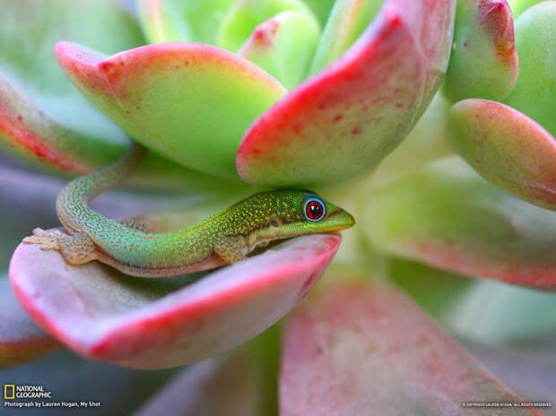 NatGeoMay30 NatGeoMay30 990x742 Обои для рабочего стола от National Geographic за май 2013
