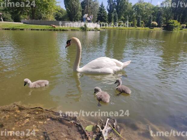 Лебеди из парка имени Гагарина в Симферополе стали родителями пяти птенцов