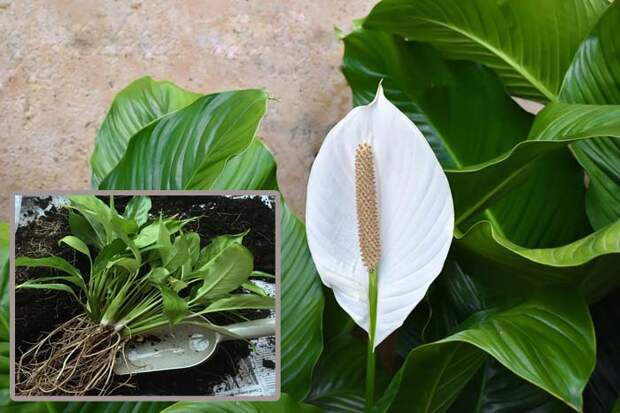 Размножение спатифиллума (женского счастья) в домашних условиях листом, черенками, семенами