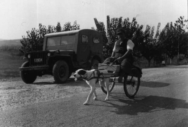 Британский ветеран Второй мировой на собачьей упряжке