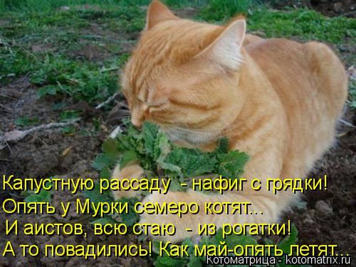 Лучшие котоматрицы недели (50 фото)