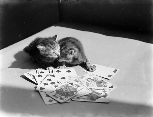 Очаровательные винтажные кошки, которые докажут, что коты правили миром во все времена кошки, прекрасное, фотографии
