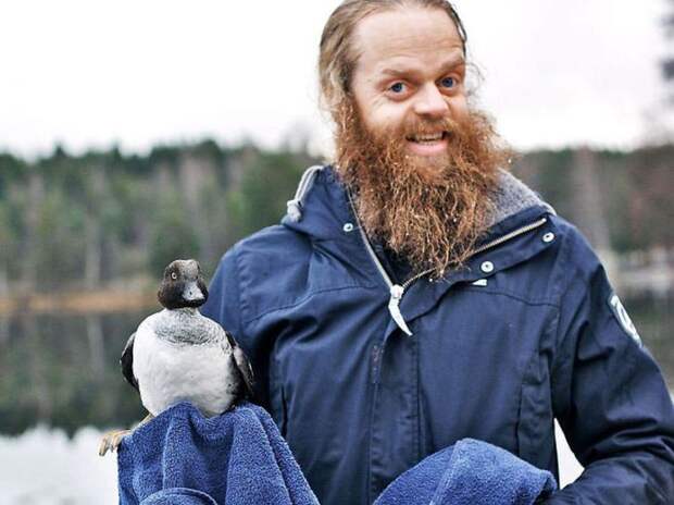норвежец спас утку, утка застряла подо льдом, спасение утки застрявшей подо льдом