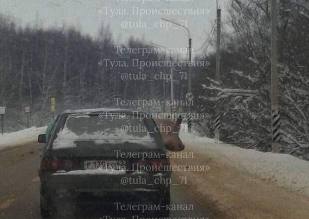 Водителей удивил направлявшийся в Тулу на авто поросенок