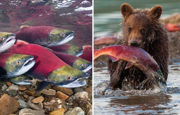 Можно ли спасти лососей после нереста? / Фото: fishki.net, ru.pinterest.com 