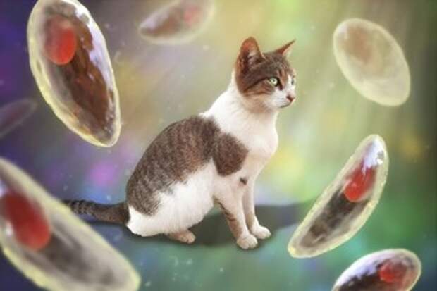 Как передаются глисты от кошки к человеку и как защитить себя