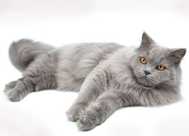 Британская длинношерстная котята., кошки, породы