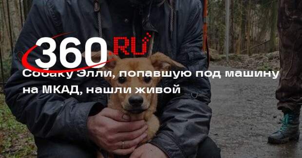 Собаку Элли, попавшую под машину на МКАД, нашли живой