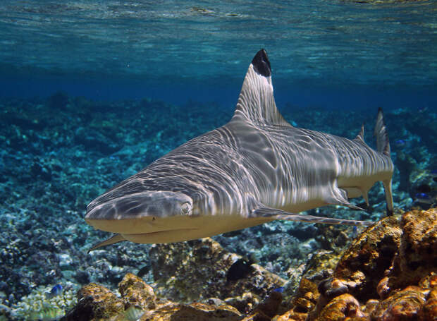 Акула черноперая рифовая