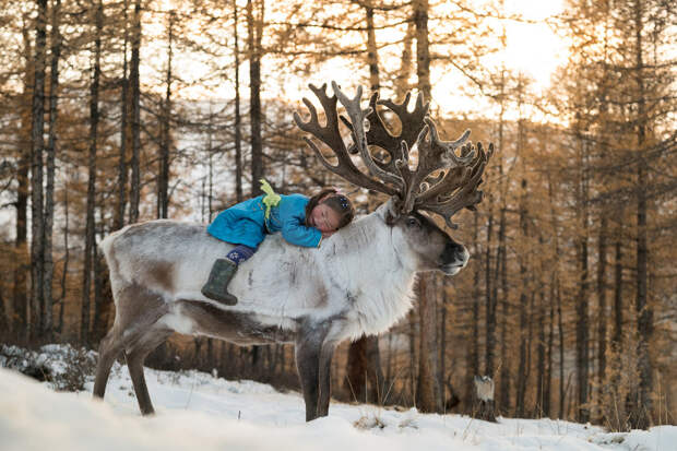 Олень