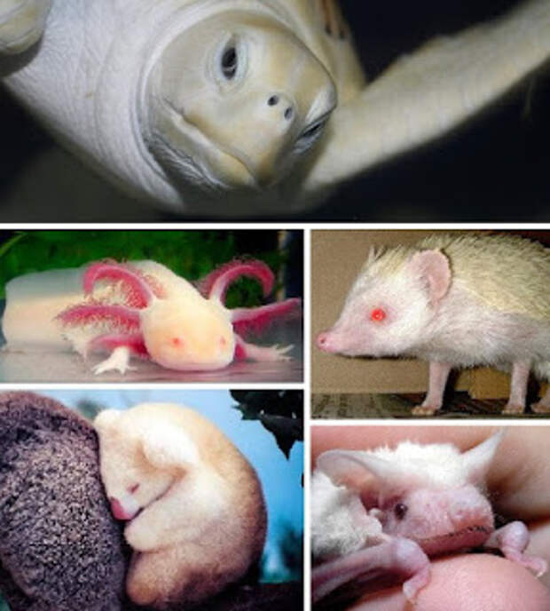 В дикой природе мыши с альбинизмом. Альбиносы животные. Звери альбиносы. Альбинизм у животных.