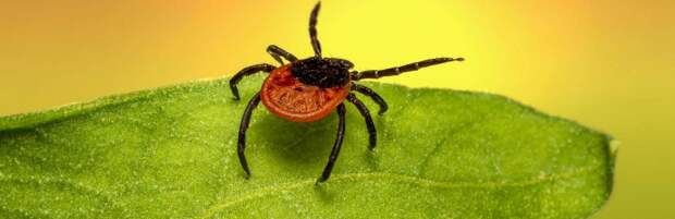 В Алматы началась противоклещевая обработка парков и лесных массивов