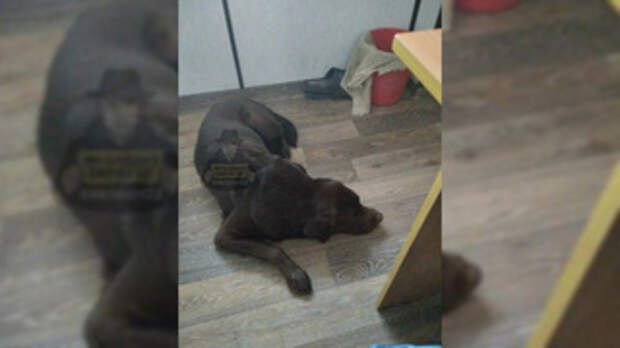 Брошенная собака / Фото: