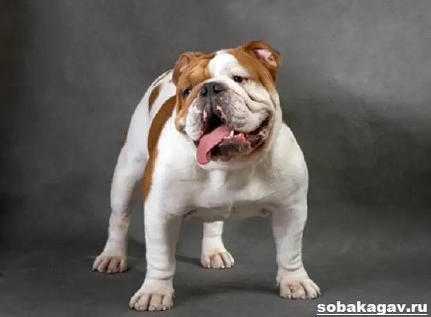 Английский бульдог собака. Описание, особенности, уход и цена английского бульдога