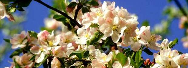 Яблони цветут 6