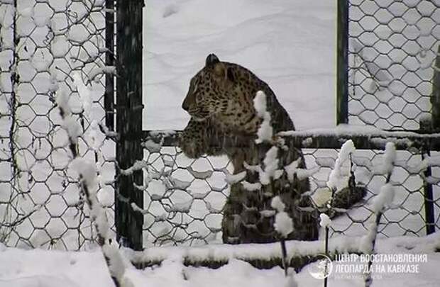В Сочи засняли подросших детёнышей леопарда, играющих в снегу