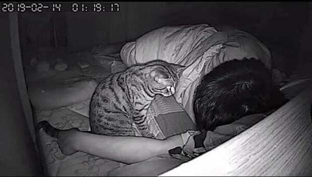 Муж установил скрытую. Кошка на скрытую камеру. Парень установил камеру что делает его кот ночью. Что редкие кошки делают ночью.