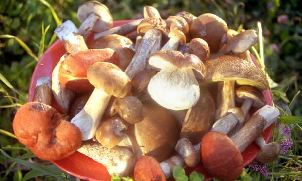 В Подмосковье появились первые подосиновики и белые грибы: какие округа самые грибные