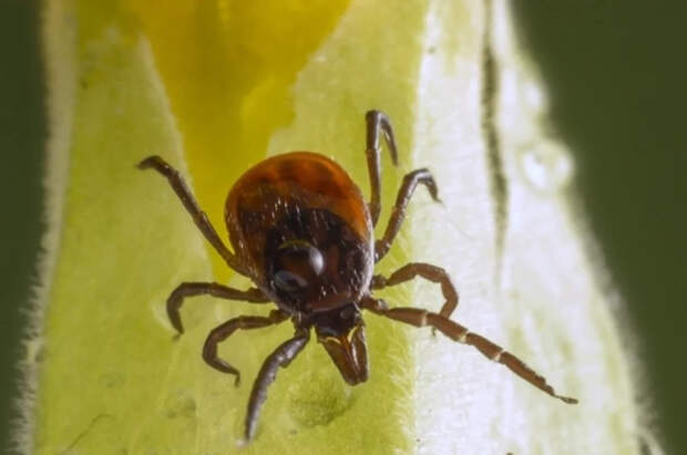 Биолог Гордеев перечислил способы защиты от клещей