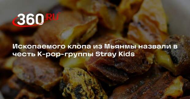 Ископаемого клопа из Мьянмы назвали в честь K-pop-группы Stray Kids