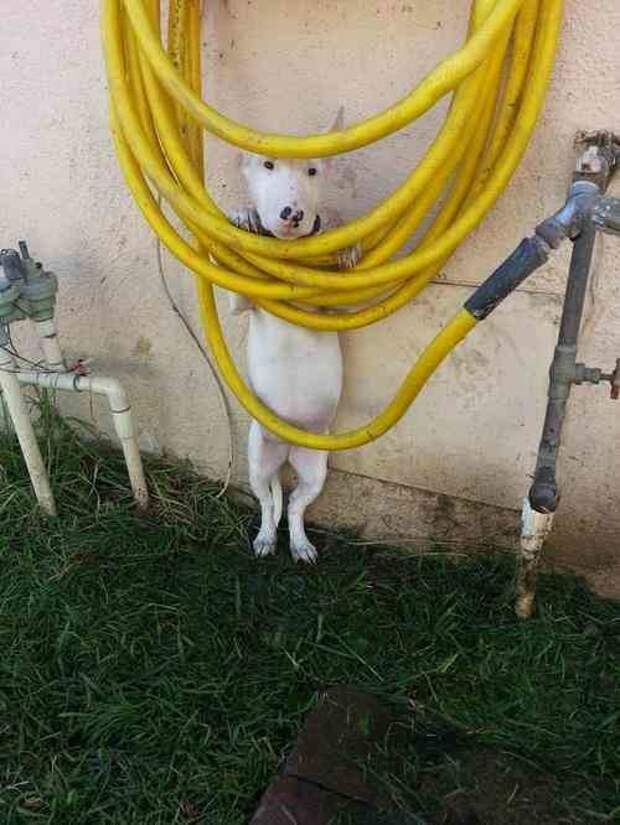 Косилка страх, юмор