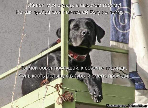 Лучшие котоматрицы недели (50 фото)