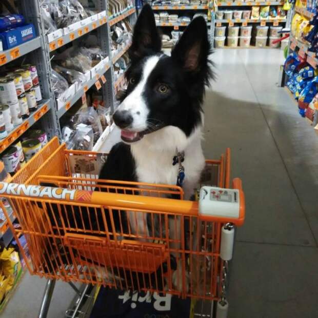 cart18