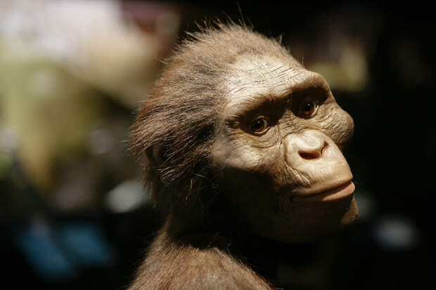 Ученые установили причину гибели найденного в Африке предка человека