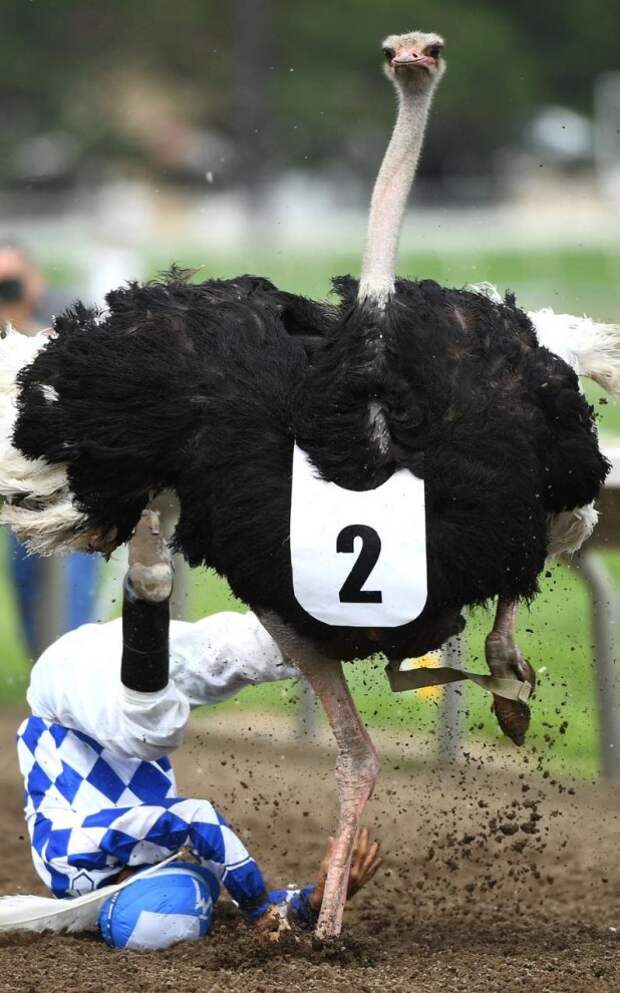 Страус