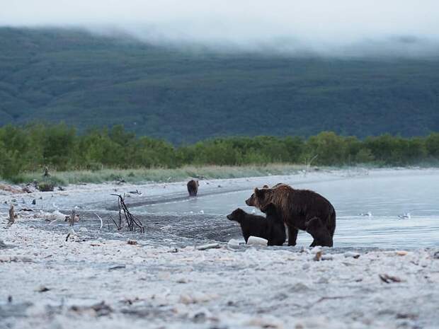 Медведица сперва осторожно подходила к Кнопке, боялась, что, спасая одного, она может потерять двух оставшихся зверят. ФОТО: Владимир Омелин. 