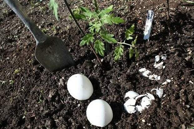 Лучшие способы использования яичной скорлупы для огорода