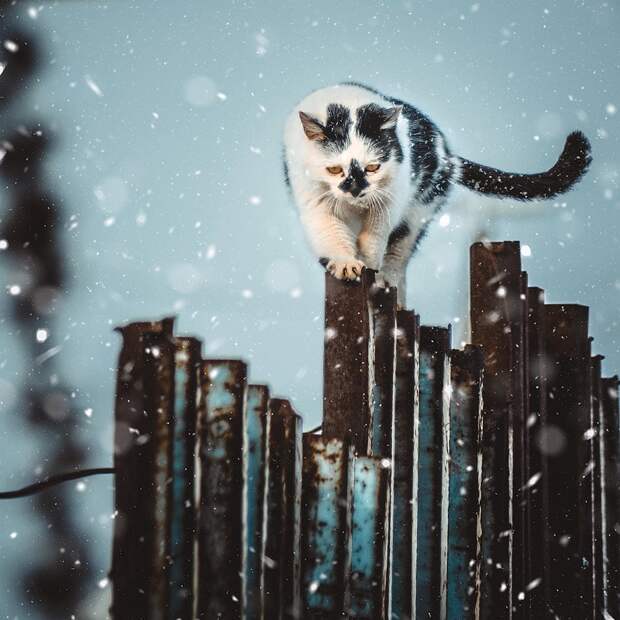 Очень колоритные уличные коты. Часть 3: спецвыпуск в честь Дня кошек в России города, день кошек в России, кошки, эстетика