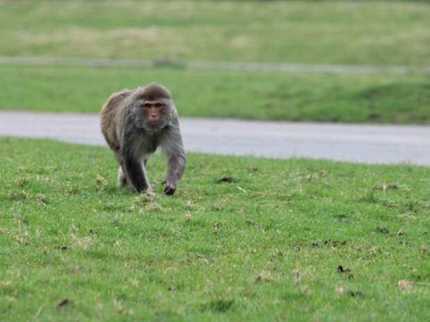 В Швейцарии подтвержден первый случай заражения оспой обезьян