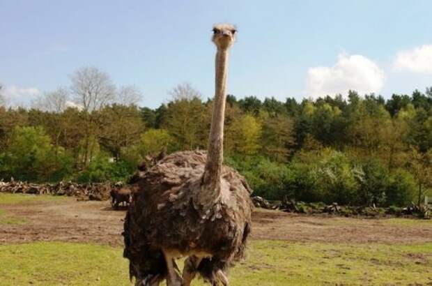 Топ-10: Удивительные и странные факты про страусов