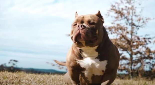 Петербуржец застрелил в парадной соседскую собаку