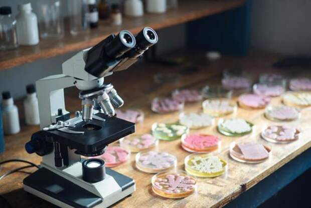 Кишечные микроорганизмы сопоставимы с нервной системой