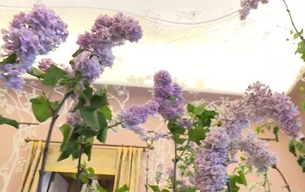 В Царском Селе зацвела сирень