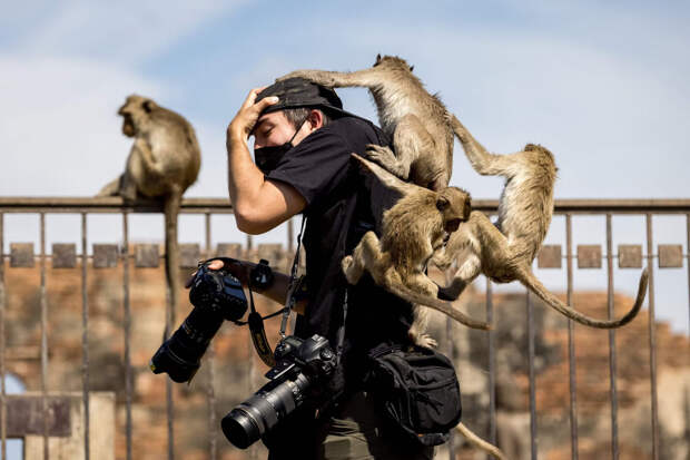 Нападение обезьян на фотографа