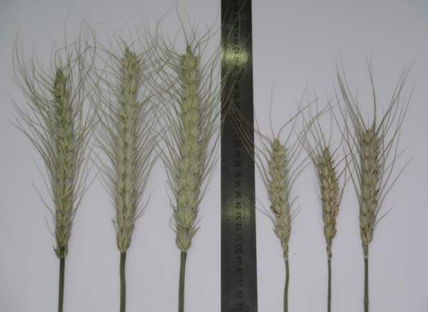 Пшеница тоже совсем другая стала. Внешние различия колосьев пшеницы, произведенной по новым (слева) и старым (справа) технологиям