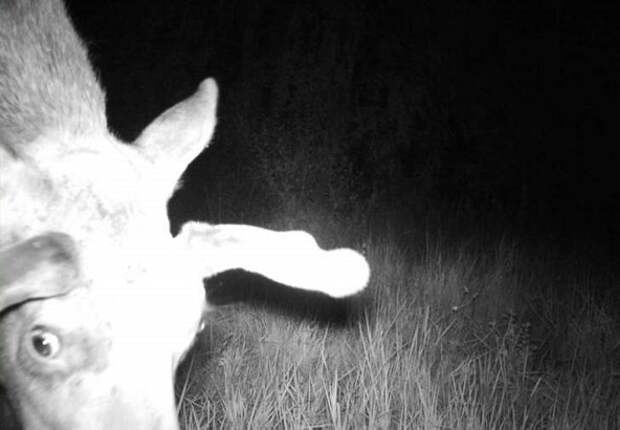 19 фото животных, которые вновь обживают Чернобыль.