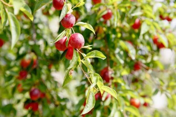 Вишнеслива — морозостойкий гибрид вишни и сливы. © plantura.garden  📷 