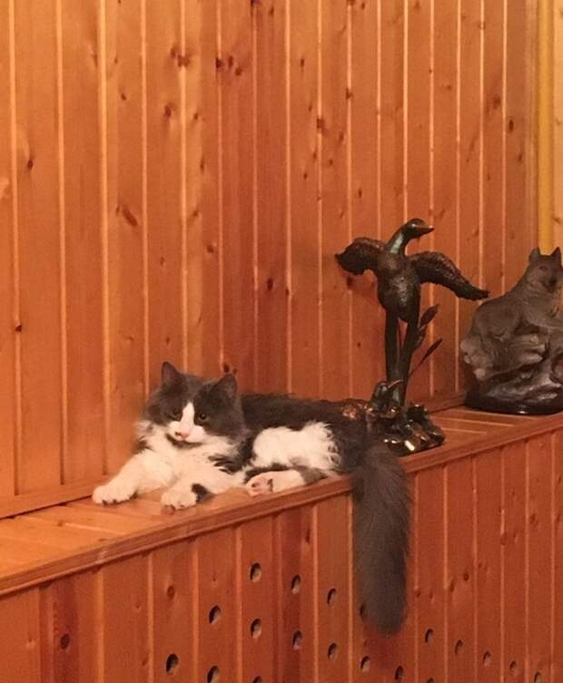кот феникс приют бирюлево (2)