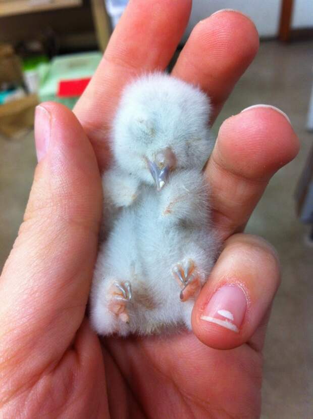 Bigpicture ru adorable baby animals 13