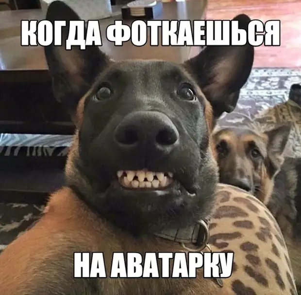 Прикольные картинки на аву прикольные с надписями