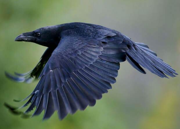 Размах крыльев ворона достаточно большой, он может ими зацепить предметы, которые находятся от каждого крыла на расстоянии метра / Фото: redler.ru